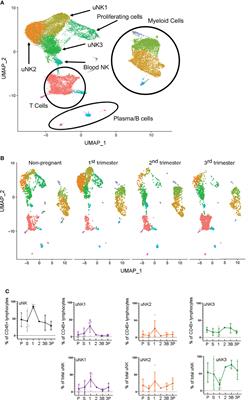 Dynamic Changes in Uterine NK Cell Subset Frequency and Function Over the Menstrual Cycle and Pregnancy